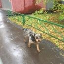 Подробнее об объявлении «Найдена собака мраморный метис (похож на ягда) Москва» Фото: найдена собака  «Найдена собака мраморный метис (похож на ягда)...» в г. Москва