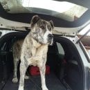 Подробнее об объявлении «Сысерть Найдена собака кобель крупный алабай тигрового окраса» Фото: найдена собака Среднеазиатская овчарка «Сысерть Найдена собака кобель крупный алабай...» в г. Сысерть