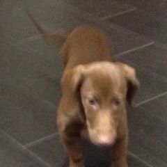 Подробнее об объявлении «Нижний Новгород Найдена собака» Фото: найдена собака Такса «Нижний Новгород Найдена собака» в г. Нижний Новгород