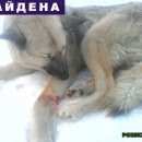 Подробнее об объявлении «Новосибирск Найдена собака нужна помощь срочно» Фото: найдена собака  «Новосибирск Найдена собака нужна помощь срочно» в г. Новосибирск