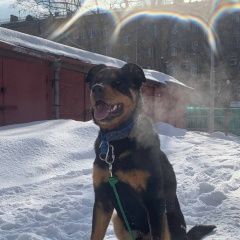 Подробнее об объявлении «Найдена собака кобель ищу хозяина старого или нового Москва» Фото: найдена собака Ротвейлер «Найдена собака кобель ищу хозяина старого или...» в г. Москва