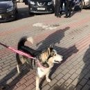 Подробнее об объявлении «Апрелевка Найдена собака кобель сибирская хаски» Фото: найдена собака Сибирская хаски «Апрелевка Найдена собака кобель сибирская хаски» в г. Апрелевка