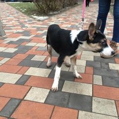 Подробнее об объявлении «Найдена собака кобель Москва» Фото: найдена собака  «Найдена собака кобель Москва» в г. Москва