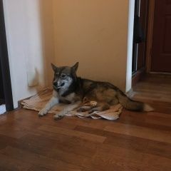 Подробнее об объявлении «Найдена собака Москва» Фото: найдена собака  «Найдена собака Москва» в г. Москва