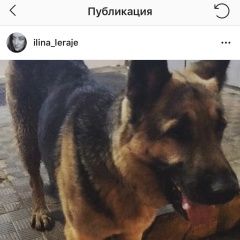 Подробнее об объявлении «Найдена собака кобель Москва» Фото: найдена собака Немецкая овчарка «Найдена собака кобель Москва» в г. Москва