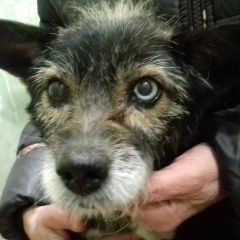 Подробнее об объявлении «Ангарск Найдена собака» Фото: найдена собака  «Ангарск Найдена собака» в г. Ангарск