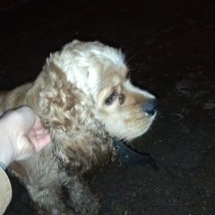 Подробнее об объявлении «Найдена собака кобель 3.01 кокер спаниель московская область Электросталь» Фото: найдена собака Американский кокер-спаниель «Найдена собака кобель 3.01 кокер спаниель...» в г. Электросталь