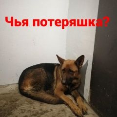 Подробнее об объявлении «Найдена собака Ростов-на-Дону» Фото: найдена собака Немецкая овчарка «Найдена собака Ростов-на-Дону» в г. Ростов-на-Дону