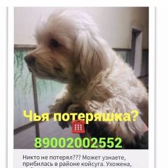 Подробнее об объявлении «Найдена собака Ростов-на-Дону» Фото: найдена собака Мальтийская болонка «Найдена собака Ростов-на-Дону» в г. Ростов-на-Дону