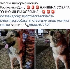 Подробнее об объявлении «Найдена собака Ростов-на-Дону» Фото: найдена собака Сибирская хаски «Найдена собака Ростов-на-Дону» в г. Ростов-на-Дону