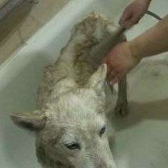 Подробнее об объявлении «Ростов-на-Дону Найдена собака» Фото: найдена собака Сибирская хаски «Ростов-на-Дону Найдена собака» в г. Ростов-на-Дону