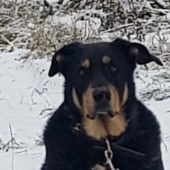 Подробнее об объявлении «Найдена собака кобель метис ротвейлера Москва» Фото: найдена собака  «Найдена собака кобель метис ротвейлера Москва» в г. Москва