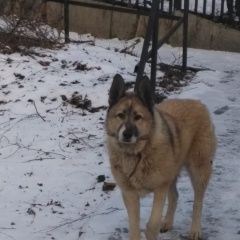 Подробнее об объявлении «Найдена собака район дер. богоявление Вороново» Фото: найдена собака  «Найдена собака район дер. богоявление Вороново» в г. Вороново