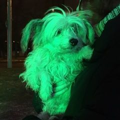 Подробнее об объявлении «Найдена собака Москва» Фото: найдена собака Китайская хохлатая собака «Найдена собака Москва» в г. Москва