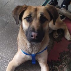 Подробнее об объявлении «Найдена собака кобель палевая (рыжая, бежевая) собака Москва» Фото: найдена собака  «Найдена собака кобель палевая (рыжая, бежевая)...» в г. Москва