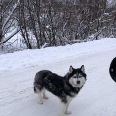 Подробнее об объявлении «Ижевск Найдена собака похожа на хаски» Фото: найдена собака Сибирская хаски «Ижевск Найдена собака похожа на хаски» в г. Ижевск