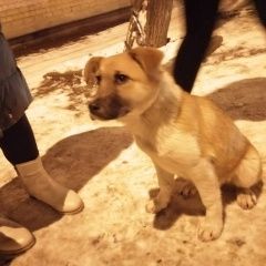 Подробнее об объявлении «Найдена собака Тверь» Фото: найдена собака  «Найдена собака Тверь» в г. Тверь