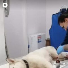 Подробнее об объявлении «Найдена собака сбита сука хаски Москва» Фото: найдена собака Сибирская хаски «Найдена собака сбита сука хаски Москва» в г. Москва