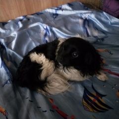 Подробнее об объявлении «Найдена собака кобель Нижний Новгород» Фото: найдена собака  «Найдена собака кобель Нижний Новгород» в г. Нижний Новгород