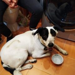 Подробнее об объявлении «Найдена собака Москва» Фото: найдена собака  «Найдена собака Москва» в г. Москва