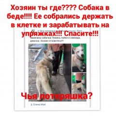 Подробнее об объявлении «Найдена собака Ростов-на-Дону» Фото: найдена собака Сибирская хаски «Найдена собака Ростов-на-Дону» в г. Ростов-на-Дону