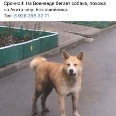 Подробнее об объявлении «Найдена собака Ростов-на-Дону» Фото: найдена собака Акита-ину «Найдена собака Ростов-на-Дону» в г. Ростов-на-Дону