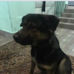 Подробнее об объявлении «Найдена собака кобель. Москва» Фото: найдена собака  «Найдена собака кобель. Москва» в г. Москва