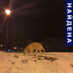 Подробнее об объявлении «Найдена собака кобель в е Подольск» Фото: найдена собака  «Найдена собака кобель в е Подольск» в г. Подольск