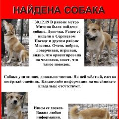 Подробнее об объявлении «Найдена собака Москва» Фото: найдена собака  «Найдена собака Москва» в г. Москва