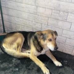 Подробнее об объявлении «Лотошино Найдена собака кобель ищем хозяев» Фото: найдена собака  «Лотошино Найдена собака кобель ищем хозяев» в г. Лотошино