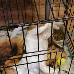 Подробнее об объявлении «Найдена собака кобель джек рассел ул. плеханова Москва» Фото: найдена собака Джек рассел терьер «Найдена собака кобель джек рассел ул. плеханова...» в г. Москва