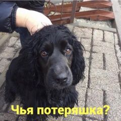 Подробнее об объявлении «Найдена собака Ростов-на-Дону» Фото: найдена собака Американский кокер-спаниель «Найдена собака Ростов-на-Дону» в г. Ростов-на-Дону