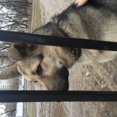 Подробнее об объявлении «Найдена собака кобель Москва» Фото: найдена собака  «Найдена собака кобель Москва» в г. Москва