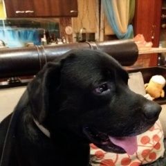 Подробнее об объявлении «Найдена собака кобель лабрадор, черный Нижний Новгород» Фото: найдена собака Лабрадор ретривер «Найдена собака кобель лабрадор, черный Нижний...» в г. Нижний Новгород