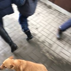 Подробнее об объявлении «Найдена собака Ростов-на-Дону» Фото: найдена собака  «Найдена собака Ростов-на-Дону» в г. Ростов-на-Дону