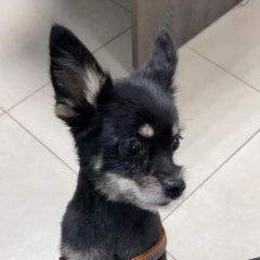 Подробнее об объявлении «Найдена собака кобель, кузьминки Москва» Фото: найдена собака  «Найдена собака кобель, кузьминки Москва» в г. Москва