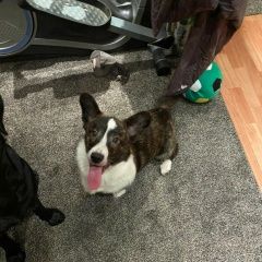 Подробнее об объявлении «Найдена собака кобель кардиган Москва» Фото: найдена собака Вельш корги «Найдена собака кобель кардиган Москва» в г. Москва