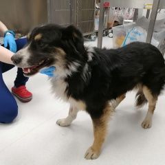 Подробнее об объявлении «Найдена собака кобель, в районе китай-города Москва» Фото: найдена собака  «Найдена собака кобель, в районе китай-города...» в г. Москва