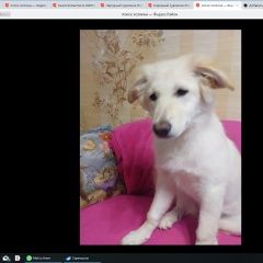 Подробнее об объявлении «Найдена собака белая Москва» Фото: найдена собака  «Найдена собака белая Москва» в г. Москва