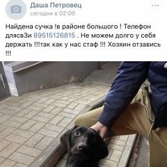 Подробнее об объявлении «Найдена собака Ростов-на-Дону» Фото: найдена собака Курцхаар «Найдена собака Ростов-на-Дону» в г. Ростов-на-Дону