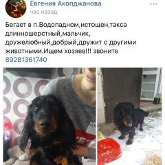 Подробнее об объявлении «Найдена собака Ростов-на-Дону» Фото: найдена собака Такса «Найдена собака Ростов-на-Дону» в г. Ростов-на-Дону