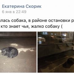 Подробнее об объявлении «Найдена собака Ростов-на-Дону» Фото: найдена собака  «Найдена собака Ростов-на-Дону» в г. Ростов-на-Дону