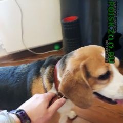 Подробнее об объявлении «Найдена собака бигль, новогиреево Москва» Фото: найдена собака Бигль «Найдена собака бигль, новогиреево Москва» в г. Москва