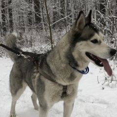 Подробнее об объявлении «Найдена собака лайка Москва» Фото: найдена собака Сибирская «Найдена собака лайка Москва» в г. Москва