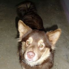 Подробнее об объявлении «Киров (Кировская обл.) Найдена собака рыжая красивая с ошейником» Фото: найдена собака  «Киров (Кировская обл.) Найдена собака рыжая...» в г. Киров (Кировская обл.)