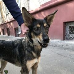 Подробнее об объявлении «Найдена собака Москва» Фото: найдена собака  «Найдена собака Москва» в г. Москва