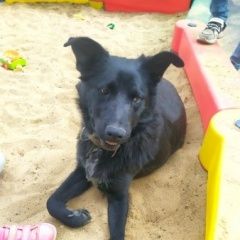 Подробнее об объявлении «Найдена собака взрослая большая девочка Реутов» Фото: найдена собака  «Найдена собака взрослая большая девочка Реутов» в г. Реутов