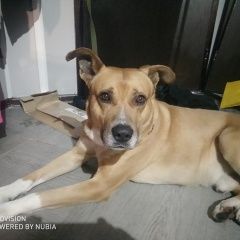 Подробнее об объявлении «Найдена собака кобель метис, стафф, молодой, кожаный ошейник, Москва» Фото: найдена собака  «Найдена собака кобель метис, стафф, молодой,...» в г. Москва