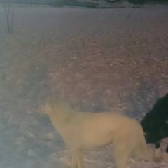 Подробнее об объявлении «Найдена собака на сормовском повороте около магазина м- Нижний Новгород» Фото: найдена собака  «Найдена собака на сормовском повороте около...» в г. Нижний Новгород