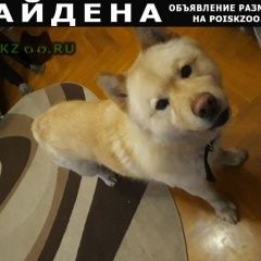 Подробнее об объявлении «Ярославль Найдена собака кобель бело-рыжего окраса» Фото: найдена собака  «Ярославль Найдена собака кобель бело-рыжего окраса» в г. Ярославль